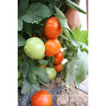 Vegetable hybrid F1 determinate for greenhouse syganta bobcat tomato seeds israel